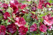 Anisondontea Candy Apple